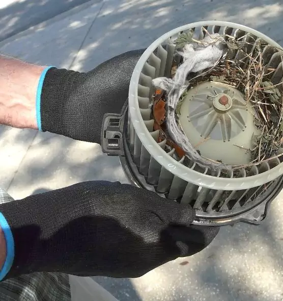 About Air Duct Rat Removal in Harlingen, TX